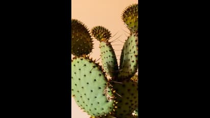 ಮನೆಯಲ್ಲಿ ಈ ಗಿಡಗಳನ್ನು ನೆಟ್ಟರೆ ನಿಮ್ಮ ಸಮಸ್ಯೆಗಳು ಹೆಚ್ಚಾಗಬಹುದು ಎಚ್ಚರ...