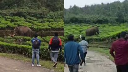 പ്രകോപനത്തില് കലി പൂണ്ട് പടയപ്പ, നാട്ടുകാര്ക്കുനേരെ തിരിഞ്ഞു, കാടുകയറിയെന്ന് വനംവകുപ്പ്