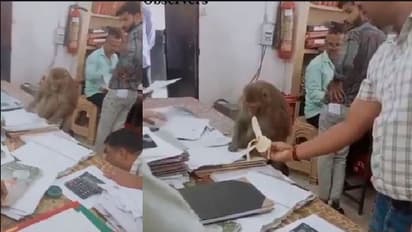 ವಕೀಲರ ಕಚೇರಿಲಿ ಕೋತಿಯ ಕಡತ ಪರಿಶೀಲನೆ :ಭಜರಂಗಿಯ ವೀಡಿಯೋ ವೈರಲ್