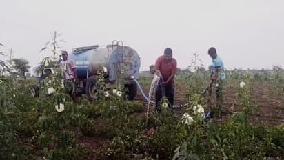 ಬರಸಿಡಿಲಿಗೆ ಕಂಗಾಲಾದ ಗುಮ್ಮಟನಗರಿ ಅನ್ನದಾತ: ಶೆಂಗಾ ಬೆಳೆ ಉಳಿಸಿಕೊಳ್ಳಲು ರೈತರ ಹರಸಾಹಸ!