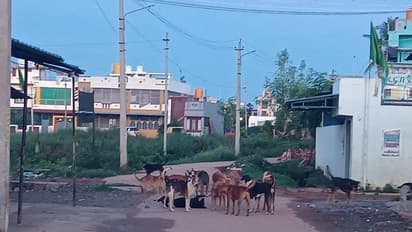 ತುಮಕೂರು :  ಬೀದಿ ನಾಯಿ ಹಾವಳಿ ನಿಯಂತ್ರಣಕ್ಕೆ ಆಗ್ರಹ