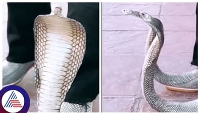 ಶೂ ಒಳಗೆ ಹಾವು ಕಂಡಿದ್ದೀರಿ, ಹಾವಿನ ಶೂ ನೋಡಿದ್ದೀರಾ?