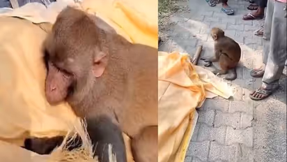 ഭക്ഷണം നൽകിയിരുന്നയാൾ മരിച്ചു, സംസ്കാരചടങ്ങിൽ പങ്കെടുക്കാൻ 40 കിമി സഞ്ചരിച്ച് കുരങ്ങ്; കണ്ണ് നനയിക്കും വീഡിയോ