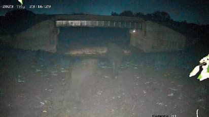 ശാന്തമായി റെയിൽവേ അണ്ടർപാസ് മുറിച്ചുകടക്കുന്ന ആനകൾ, ശ്രദ്ധ നേടി ഐഎഎസ് ഓഫീസർ പങ്കുവച്ച വീഡിയോ