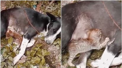 പെറ്റമ്മയില്ലെങ്കിലും പോറ്റമ്മയായി ഞാനില്ലേ! പൂച്ചക്കുഞ്ഞിനെ നെഞ്ചോടു ചേര്ത്ത് പാലൂട്ടി വളര്ത്തി തെരുവുനായ