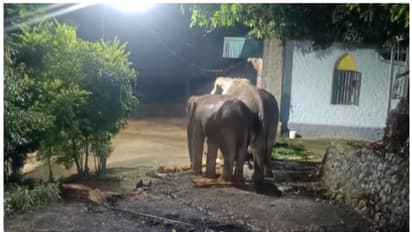 വീണ്ടും റേഷൻകട തേടിയെത്തി കാട്ടാനക്കൂട്ടം; ഒരു മാസത്തിനിടെ ആക്രമണം രണ്ടാം തവണ, നടപടി വേണമെന്ന് നാട്ടുകാര്