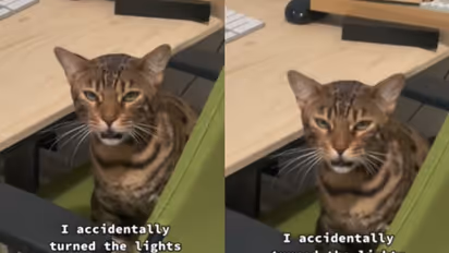 'ഇതെന്ത് ശല്യം'; ഉടമസ്ഥനോടുള്ള പൂച്ചയുടെ രസകരമായ പ്രതികരണം- വീഡിയോ...