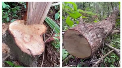 പള്ളി വളപ്പിൽ മരം മുറിക്കാനുള്ള വാൾ മറന്നുവെച്ചു; ചന്ദനം മുറിക്കാൻ കള്ളൻ വീണ്ടുമെത്തി; നാട്ടുകാർ പിടികൂടി