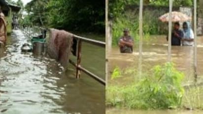 വെറും നാല് ദിവസത്തെ മഴ; 89.97 ലക്ഷത്തിന്റെ നാശം, വാഴയും നെല്ലും പച്ചക്കറികളുമടക്കം 235 ഹെക്ടർ കൃഷി നാശം