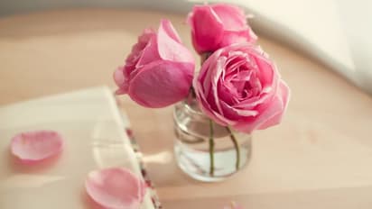 മുഖത്തെ ചുളിവുകൾ മാറാൻ റോസ് വാട്ടർ ; ഇങ്ങനെ ഉപയോ​ഗിക്കൂ 