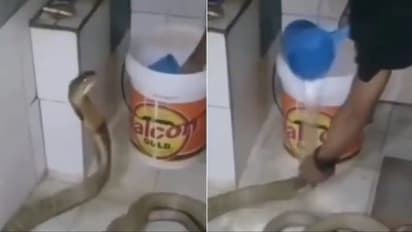 രാജവെമ്പാലയെ ബാത്ത്റൂമില് കുളിപ്പിക്കുന്ന മനുഷ്യൻ; പേടിപ്പെടുത്തുന്ന വീഡിയോ ഷെയര് ചെയ്ത് നിരവധി പേര്