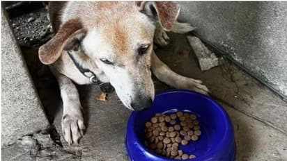 ഉടമസ്ഥൻ മരിച്ചതറിയാതെ മോര്ച്ചറിക്ക് മുമ്പില് ഒരു വര്ഷത്തിലധികമായി കാത്തുനില്ക്കുന്ന നായ