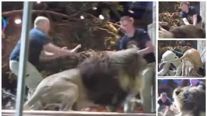 കാഴ്ചക്കാർ നോക്കി നില്‍ക്കെ മൃഗശാല ജീവനക്കാരനെ ആക്രമിച്ച് സിംഹം; ചങ്കിടിപ്പിക്കുന്ന വീഡിയോ !