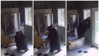 നിങ്ങളിത് കാണുക, അടുക്കളയിലെ ഫ്രിഡ്ജില് നിന്നും ഭക്ഷണമെടുത്ത് 'നൈസായി മുങ്ങുന്ന' കരടി; വീഡിയോ വൈറല് !