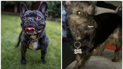 60,000 രൂപയ്ക്ക് 'ഫ്രഞ്ച് ബുൾഡോഗി'നെ വാങ്ങി, വളർന്നപ്പോൾ പേര് പോലുമറിയാത്ത ഇനമെന്ന് യുവതി !