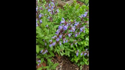 ಹೊಸ ವರ್ಷದಲ್ಲಿ ಮನೆಯಲ್ಲಿ ಈ ಗಿಡಗಳನ್ನು ನೆಡಿ, ಸಂಪತ್ತು ಹೆಚ್ಚಾಗುತ್ತದೆ.