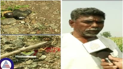 ರೈತರ ಹೊಲಗಳಿಗೆ ವಾಮಾಚಾರ ಮಾಡ್ತಿರೋ ಮಂತ್ರವಾದಿಗಳು: ಬರದ ನಡುವೆ ಹಣ ಸುಲಿಗೆಗೆ ಕುತಂತ್ರಿಗಳ ಕಳ್ಳಾಟ