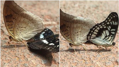 ഒറ്റ വരയൻ സെർജന്റും ഗ്രേ കൗണ്ടും! കണ്ണൂരിൽ വ്യത്യസ്ത ഇനങ്ങളിൽപെട്ട പൂമ്പാറ്റകളുടെ ഇണചേരൽ, അപൂർവ ദൃശ്യം