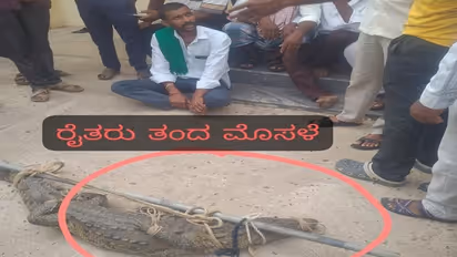 Power woes force Karnataka farmers to drop live crocodile at HESCOM office in Vijayapura