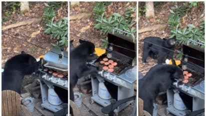 ബാര്ബിക്യു പാര്ട്ടിക്ക് ക്ഷണിക്കാതെ വന്ന അതിഥികള് ഭക്ഷണം കഴിച്ച് സുഖമായി മടങ്ങി !