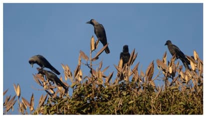 ഇന്ത്യൻ കാക്കകളെ കൊണ്ട് 'പൊറുതിമുട്ടി'; ഇത്തവണ കര്ശന നിയന്ത്രണം, തുരത്താൻ വീണ്ടും നടപടിയുമായി സൗദി