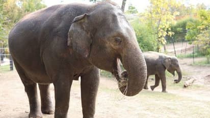 മൃഗശാലയിൽ നായ കയറി, പേടിച്ചോടിയ 27 -കാരി 'റാണി' ചരിഞ്ഞു