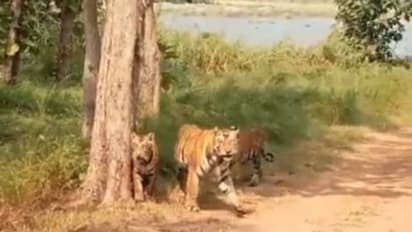 തൊട്ടടുത്ത് ശാന്തമായി നടന്നു നീങ്ങുന്ന കടുവക്കൂട്ടം; വീഡിയോ