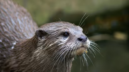 ഇരുവഴിഞ്ഞി പുഴയിൽ വീണ്ടും നീർനായ ആക്രമണം; രണ്ട് വിദ്യാര്ഥികള്ക്ക് പരിക്ക്
