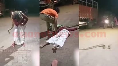 കണ്ണൂരിൽ മദ്യലഹരിയിൽ പെരുമ്പാമ്പിനെ ദേഹത്തിട്ടു; പാമ്പ് കഴുത്തിൽ വരിഞ്ഞുമുറുക്കി, ജീവൻ രക്ഷിച്ച് നാട്ടുകാർ