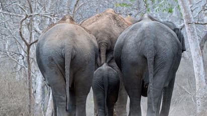 கூடலூரில் காட்டு யானை தாக்கியதில் மீண்டும் ஒருவர் உயிரிழப்பு..! பீதியில் பொதுமக்கள்..!