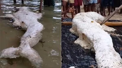 பப்புவா நியூ கினி கடற்கரை.. அடித்துவரப்பட்ட வினோத மிருகம்? உண்மையில் அது கடல்கன்னியா? குழப்பத்தில் நிபுணர்கள்!