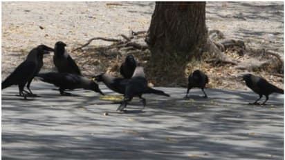 തിരിച്ച് പോകൂ ഒന്ന് പോകൂ! കോടികള് ചെലവായാലും പ്രശ്നമില്ല, 'കണ്ണിന് കൊത്തുന്ന ഇന്ത്യൻ കാക്കകളെ' തുരത്താൻ സൗദി