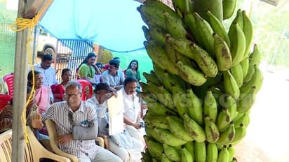 വീണ്ടും വൻ ഹിറ്റായി കെ-റെയിൽ വിരുദ്ധ വാഴക്കുല ലേലം: കോട്ടയത്ത് കിട്ടിയത് അരലക്ഷത്തോളം രൂപ