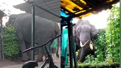 മൂന്നാറില് വീണ്ടും പടയപ്പ, അരി കിട്ടാത്തതില് അരിശം തീര്ത്തു, ബീന്സും പയറും തിന്ന് മടങ്ങി