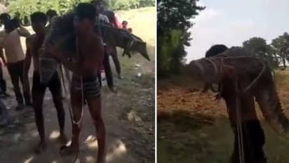 ശരിക്കും ബാഹുബലി തന്നെ, കൂറ്റൻ മുതലയെ ചുമലിലേറ്റി യുവാവ്..!