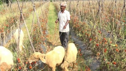 Tomato ದರ ಕುಸಿತ: ಜಾನುವಾರುಗಳಿಗೆ ಮೇವಾದ ಬೆಳೆ!