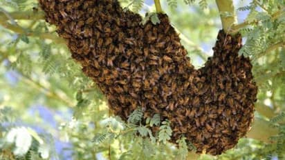 ಒತ್ತುತ್ತ, ತಿರುಗಿಸುತ್ತ ಫಾಂಟಾ ಬಾಟಲಿಯ ಮುಚ್ಚಳ ತೆಗೆದ ಜೇನುಹುಳ! ಹೊಸ ಮ್ಯಾನೇಜ್‌ಮೆಂಟ್ ಪಾಠ!