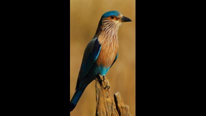  దసరా రోజు పాలపిట్టను చూడటం ఎందుకు మంచిదంటరు? దీని వెనుకున్న కథేంటి? 