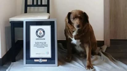 ಜಗತ್ತಿನ ಅತ್ಯಂತ ಹಿರಿಯ ಶ್ವಾನ ಬೋಬಿ ಇನ್ನಿಲ್ಲ: ಹಳ್ಳಿಯಲ್ಲಿ ಆರಾಮಾಗಿ ಜೀವನ ನಡೆಸ್ತಿದ್ದ ಇದರ ವಯಸ್ಸೆಷ್ಟು ನೋಡಿ..