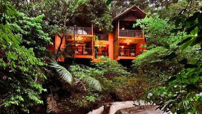 ಕಾಡಲ್ಲೆಂಥ ಹನಿಮೂನ್? ಯಾಕೋ ಇದೇ ಹೊಸ ಟ್ರೆಂಡ್ ನೋಡಿ