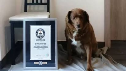 ലോകത്തിലെ ഏറ്റവും പ്രായം കൂടിയ നായ, 31 വയസുകാരൻ ബോബി ഇനിയില്ല