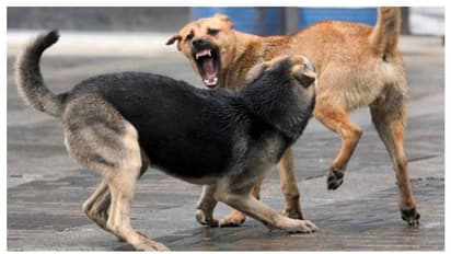 ഒരു മണിക്കൂറിൽ തെരുവുനായ ഓടിച്ചിട്ട് കടിച്ചത് 29 പേരെ പിന്നാലെ ഞെട്ടിക്കുന്ന പരിശോധനാഫലം