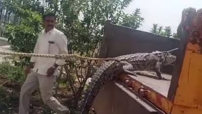 നിരന്തരം വൈദ്യുതിമുടക്കം, മുതലയെ പിടിച്ചുകെട്ടി ഉദ്യോഗസ്ഥരുടെ മുന്നിലെത്തി കർഷകരുടെ പ്രതിഷേധം