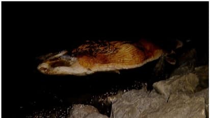 തിമിംഗലങ്ങള് ചത്തുപൊങ്ങുന്നത് എന്തുകൊണ്ട്? കാരണം കണ്ടെത്താന് കേന്ദ്ര സമുദ്ര മത്സ്യ ഗവേഷണ സ്ഥാപനം