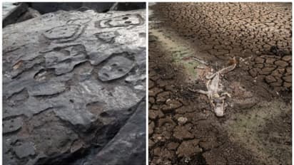 ആമസോണില് മഴ കുറഞ്ഞു, നദികള് വറ്റിത്തുടങ്ങിയപ്പോള് ഉയര്ന്ന് വന്നത് 1000 വര്ഷം പഴക്കമുള്ള ചരിത്രം !