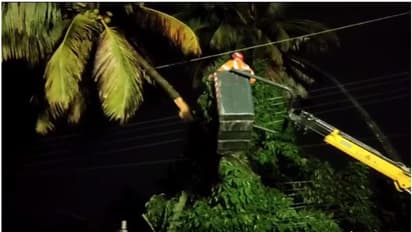 ശക്തമായ കാറ്റും മഴയും, 11 കെവി വൈദ്യുതി ലൈനിലേക്ക് തെങ്ങ് വീണു; കെഎസ്ഇബി-ഫയർ ഫോഴ്സ് പാഞ്ഞെത്തി, അപകടം ഒഴിവായി