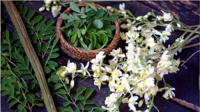 മുരിങ്ങപ്പൂവ് കഴിക്കുന്നത് ഈ രോഗത്തെ തടഞ്ഞേക്കാം...