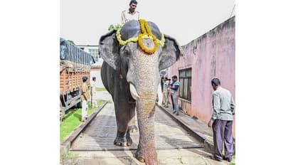 ದಸರಾ ಆನೆಗಳ ತೂಕ ಪರೀಕ್ಷೆ: ಅಂಬಾರಿ ಹೊತ್ತ ಅಭಿಮನ್ಯುವಿನ ತೂಕ ಈಗ ಎಷ್ಟಿದೆ ಗೊತ್ತಾ?