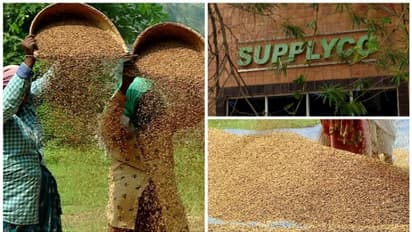 നെല്ല് സംഭരണത്തിനുള്ള നോഡൽ ഏജൻസിയായി സപ്ലൈകോ തുടരും; മന്ത്രിസഭ യോ​ഗത്തിൽ അനുമതി