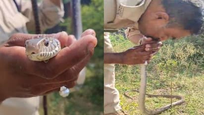 ബോധം പോയ പാമ്പിന് സിപിആർ നൽകി പൊലീസുകാരൻ, വീഡിയോ വൈറൽ